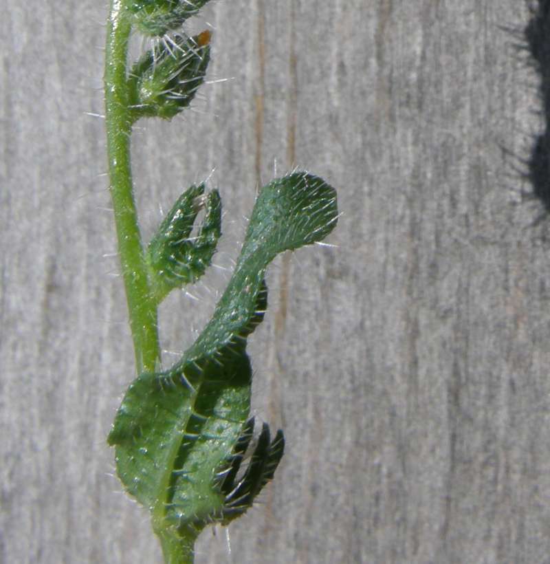 Leaf and Stem<br>(Origin of the Specimen: Okanogan, Wa., USA, 2016)