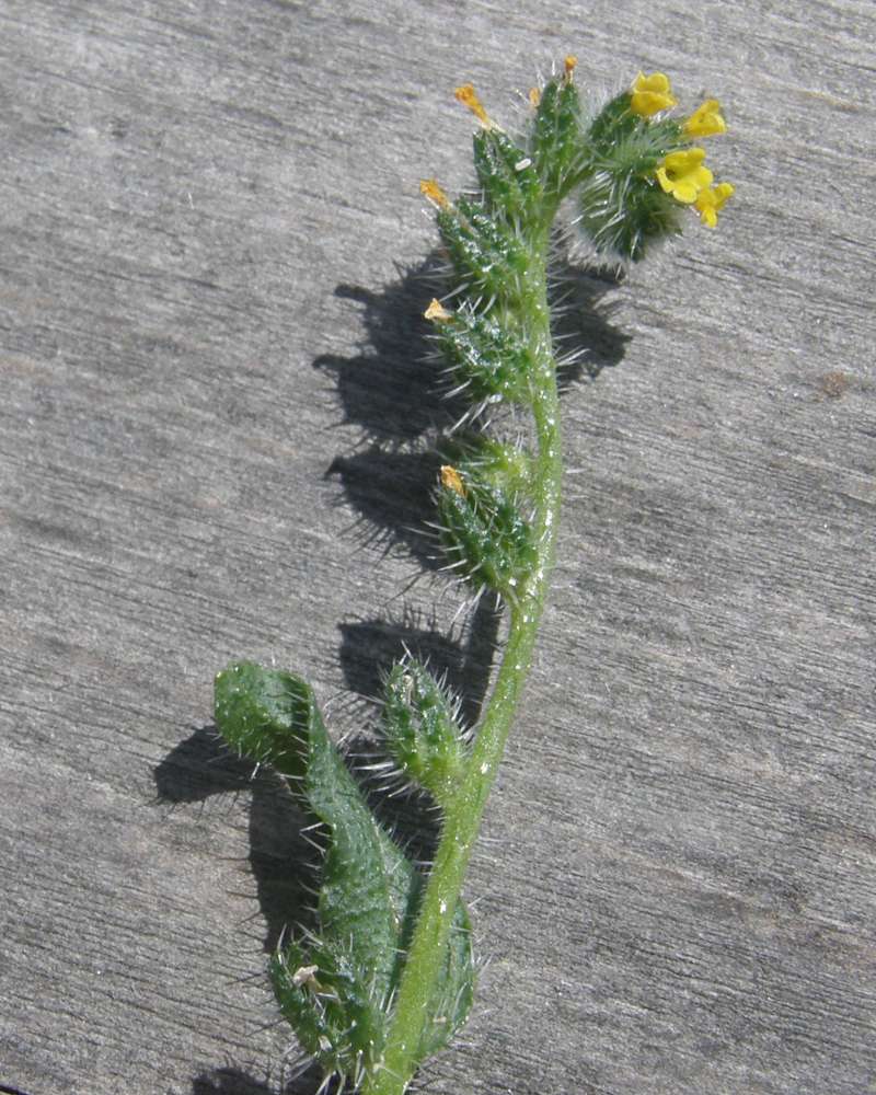 Top of Plant in Bloom<br>(Origin of the Specimen: Okanogan, Wa., USA, 2016)