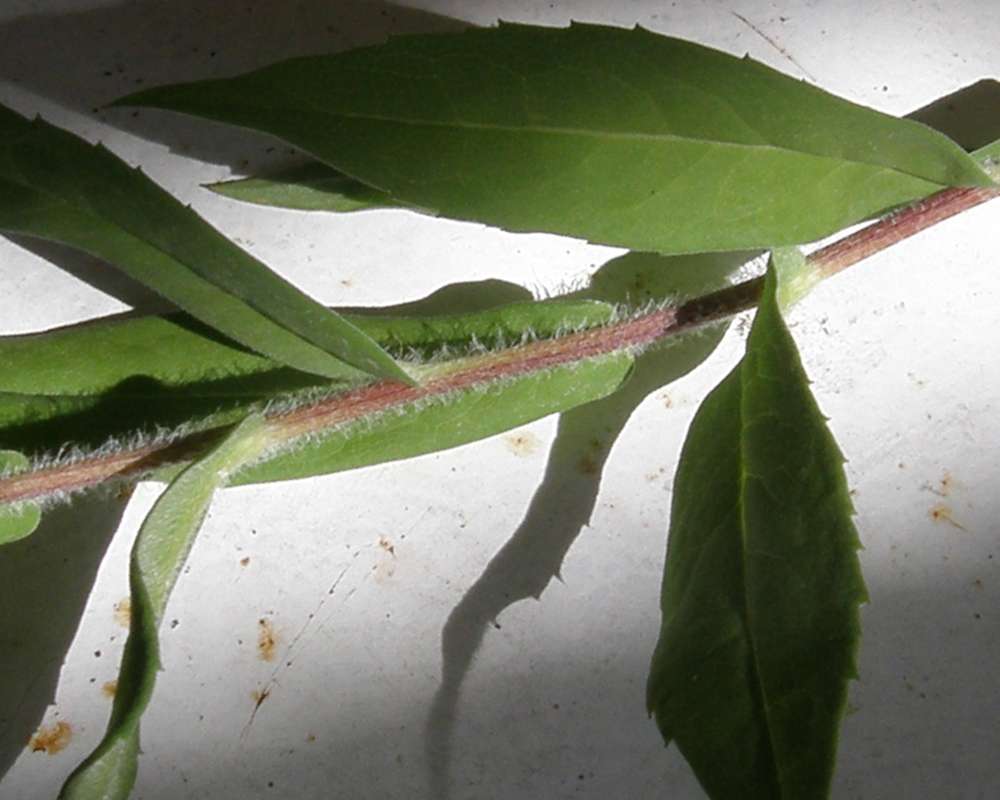 Stem<br>(Location of Picture: Okanogan, Washington, USA, 2016)