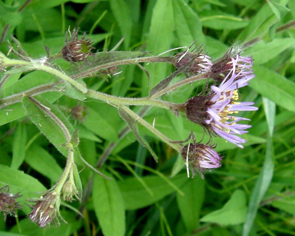 Flower Side<br>(Location of Picture: Okanogan, Washington, USA, 2016)