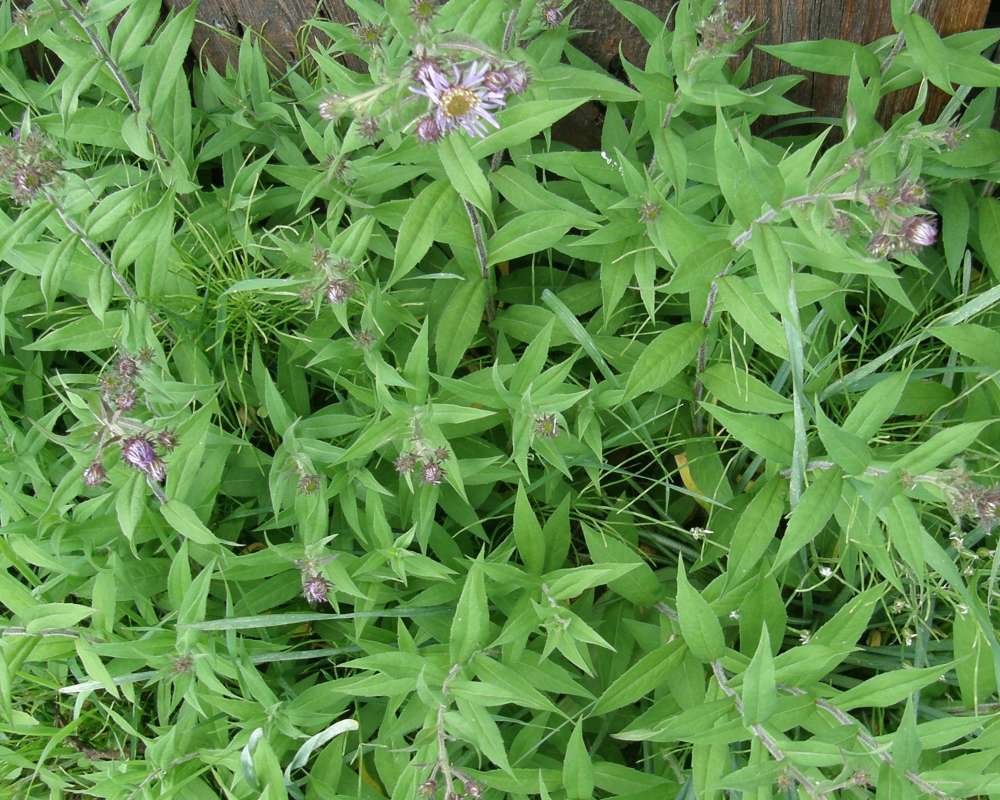 Top of Plant in Bloom<br>(Location of Picture: Okanogan, Washington, USA, 2016)
