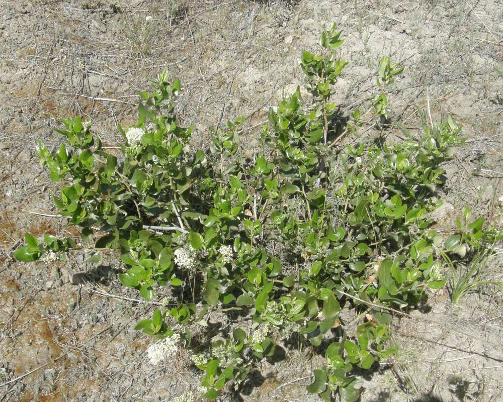 Habitat View<br>(Location of Picture: Washington, USA, 2005)