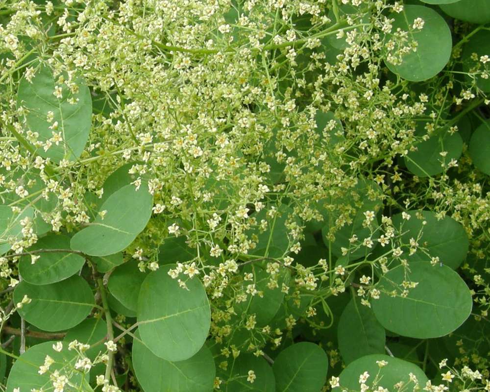 Top of Plant in Bloom<br>(Location of Picture: Shady Creek Nursery, Wa., USA, 2016)
