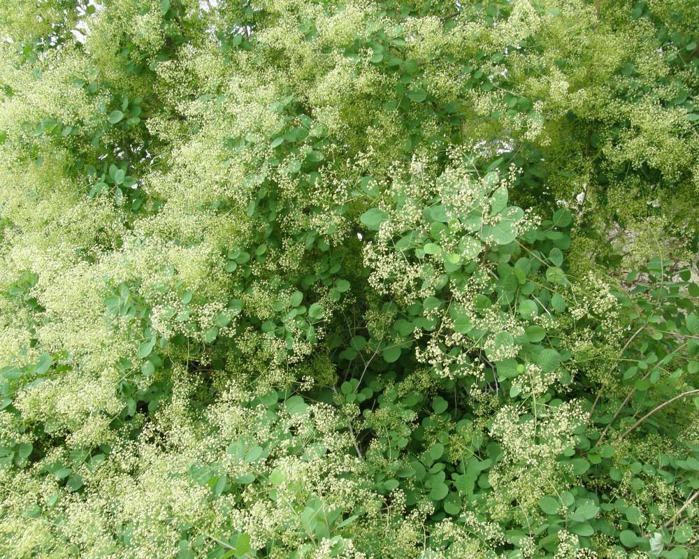Smoke (Top of Plant in Bloom)<br>(Location of Picture: Shady Creek Nursery, Wa., USA, 2016)