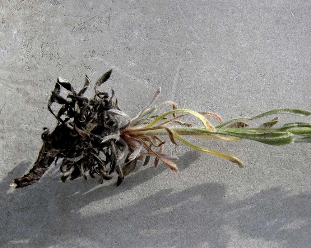 Roots and Leaves<br>(Location of Picture: Riverside, Washington, USA, 2016)