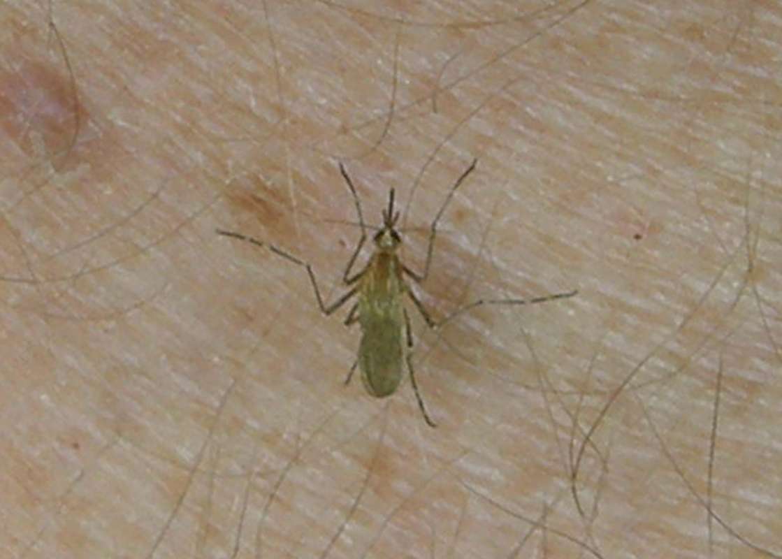 Biting Human<br>(Location of Picture: Okanogan, Washington, USA, 2016)