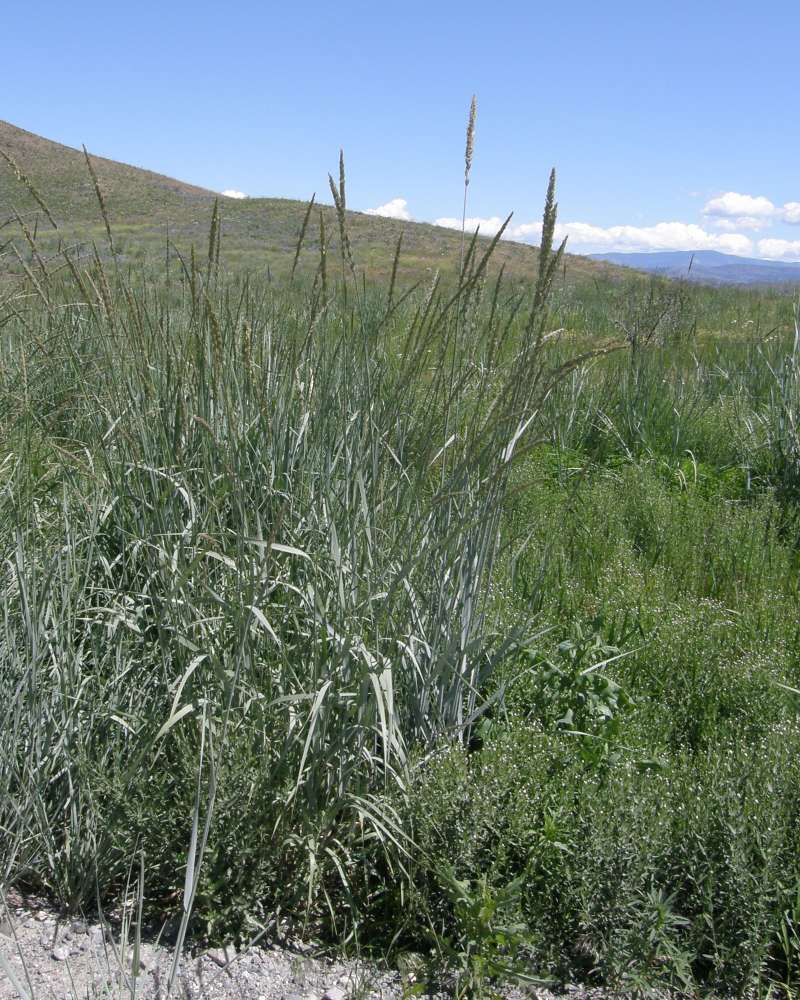 Silhouette<br>(Location of Picture: Conconully, Washington, USA, 2016)