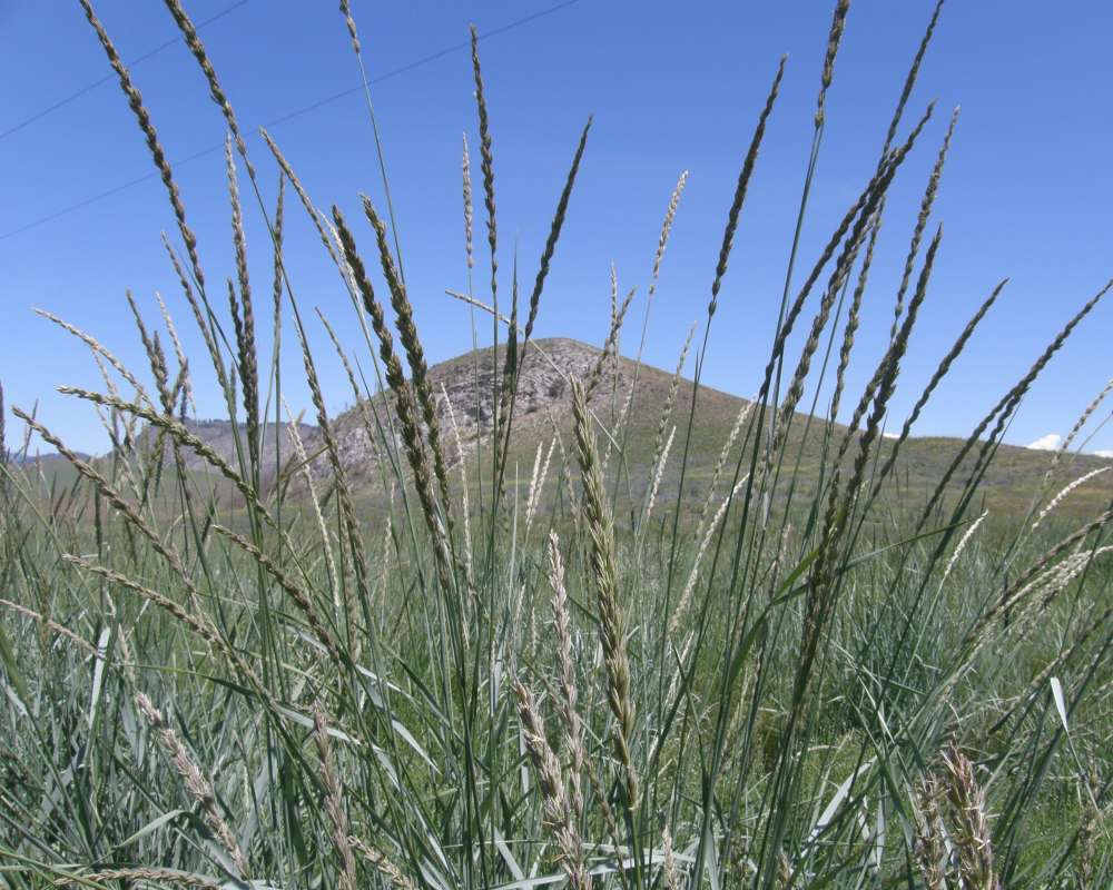 Top of Plant in Bloom<br>(Location of Picture: Conconully, Washington, USA, 2016)