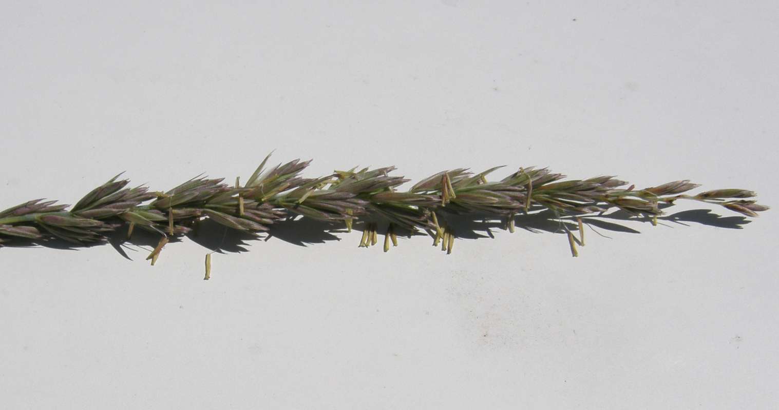 Close View of Seeds<br>(Location of Picture: Conconully, Washington, USA, 2016)