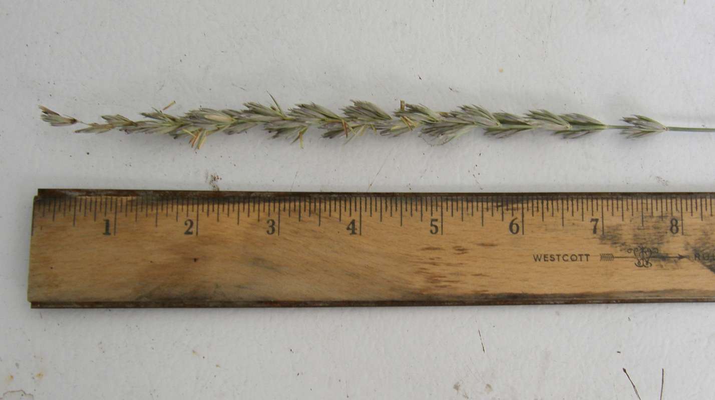 Close view of Seeds wit h Ruler<br>(Location of Picture: Conconully, Washington, USA, 2016)