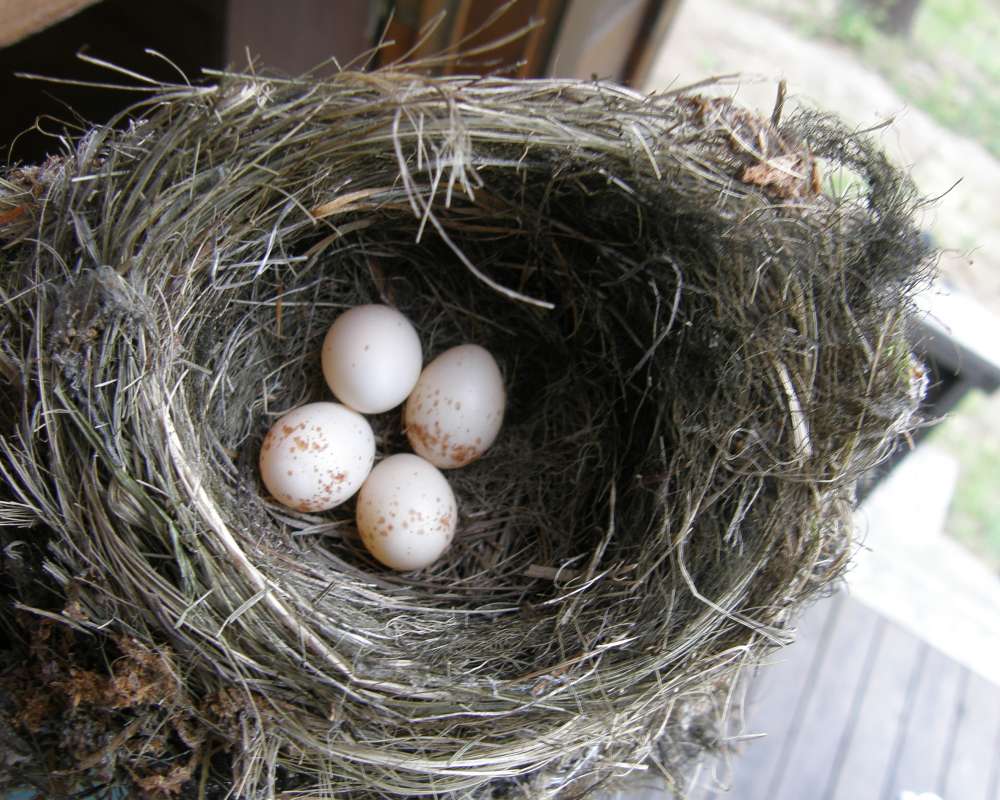 Nest with Eggs<br>(Location of Picture: Conconully, Washington, USA, 2016)