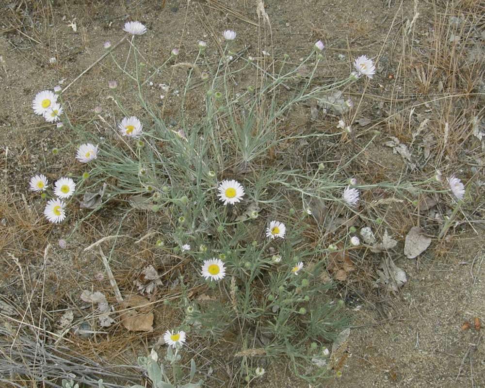Silhoeutte<br>(Location of Picture: Okanogan, Washington, USA, 2016)