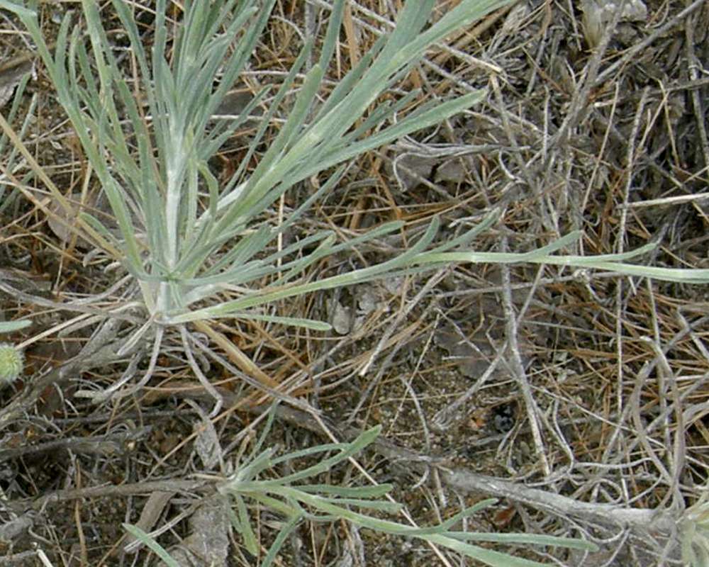 Basal Leaves<br>(Location of Picture: Okanogan, Washington, USA, 2016)