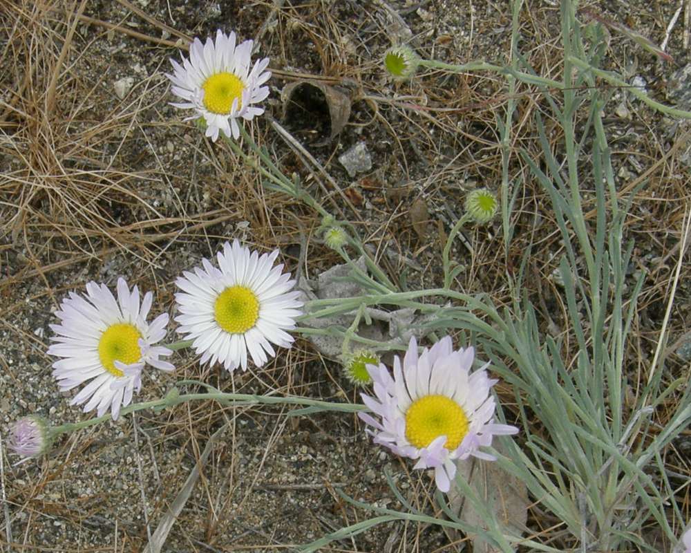 Top of Plant in Bloom<br>(Location of Picture: Okanogan, Washington, USA, 2016)