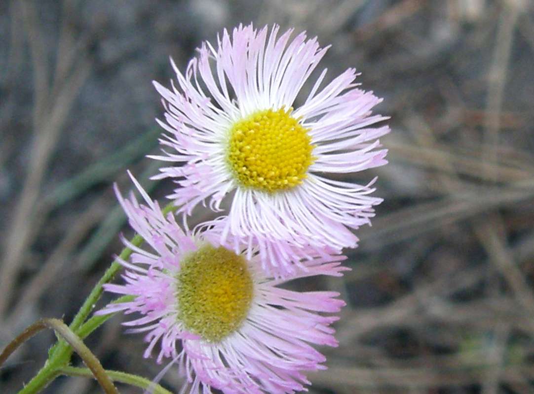 Flower - Front View<br>(Location of Picture: Blue Lake, Washington, USA, 2016)