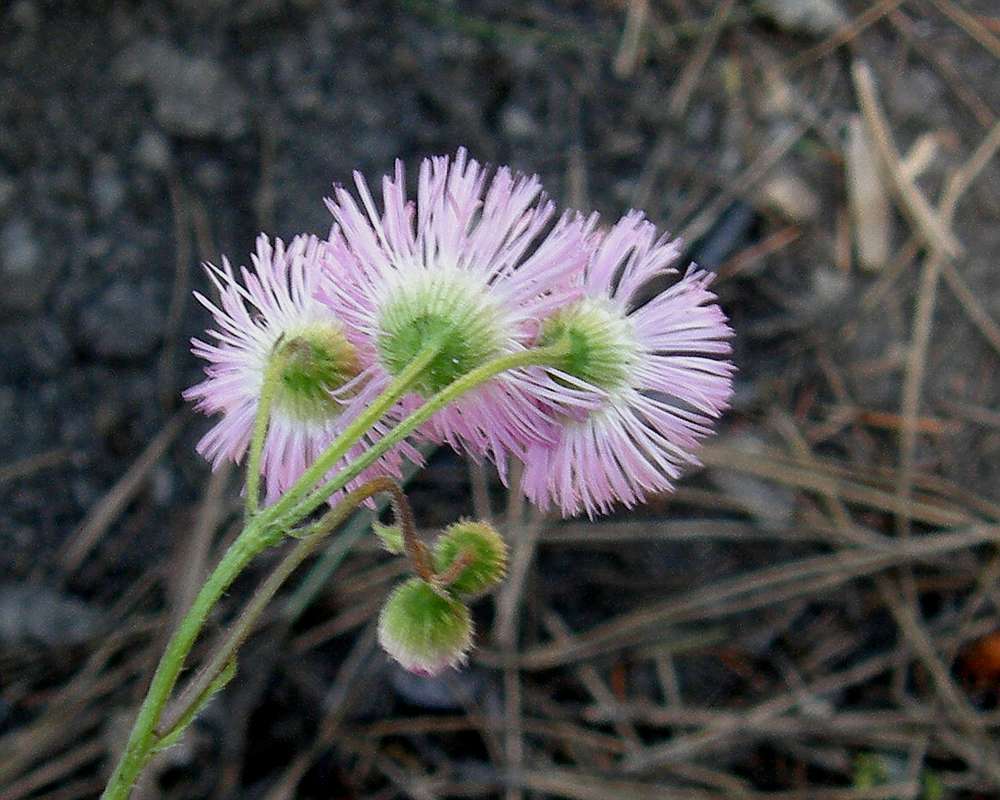 Flower - Rear View<br>(Location of Picture: Blue Lake, Washington, USA, 2016)