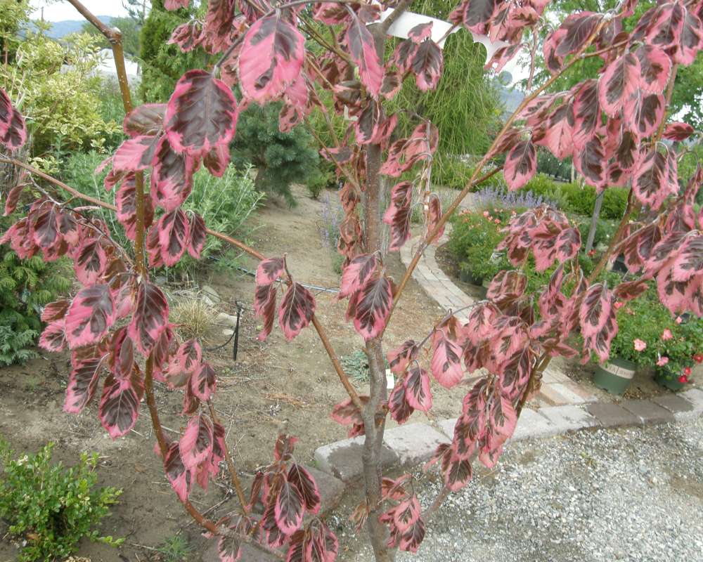 Young Tree<br>(Location of Picture: Shady Creek Nursery, Wa. 2016)