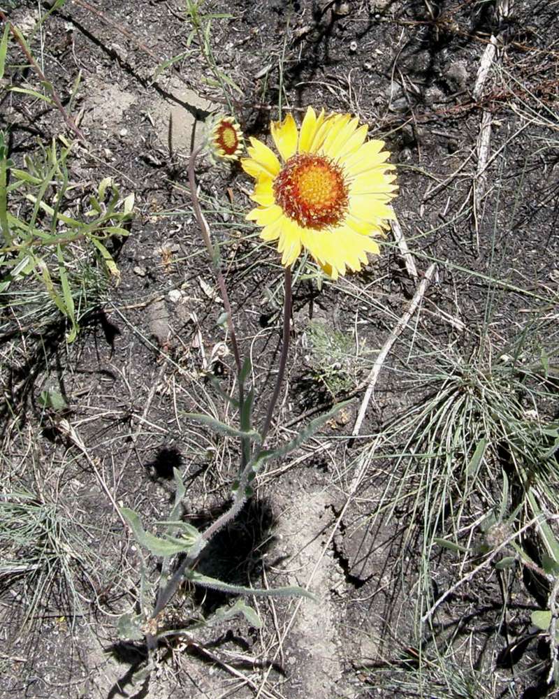 Silhouette<br>(Location of Picture: Shady Creek, Wa., USA, 2016)