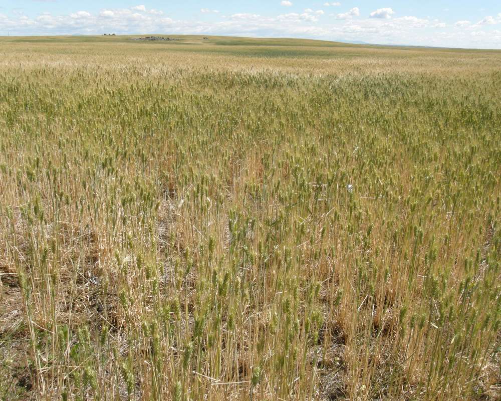 Field<br>(Location of Picture: Mansfield, Washington, USA, 2016)