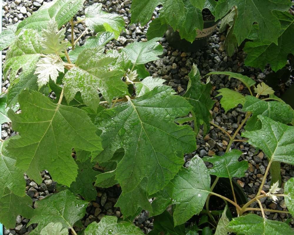 Leaves<br>(Location of Picture: Shady Creek Nursery, Washington)