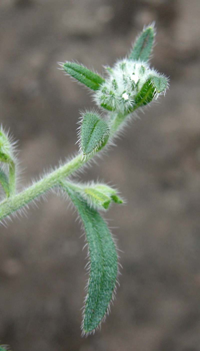 Top of Plant in Bloom<br>(Location of Picture: Leader Lake, Washington, USA, 2016)