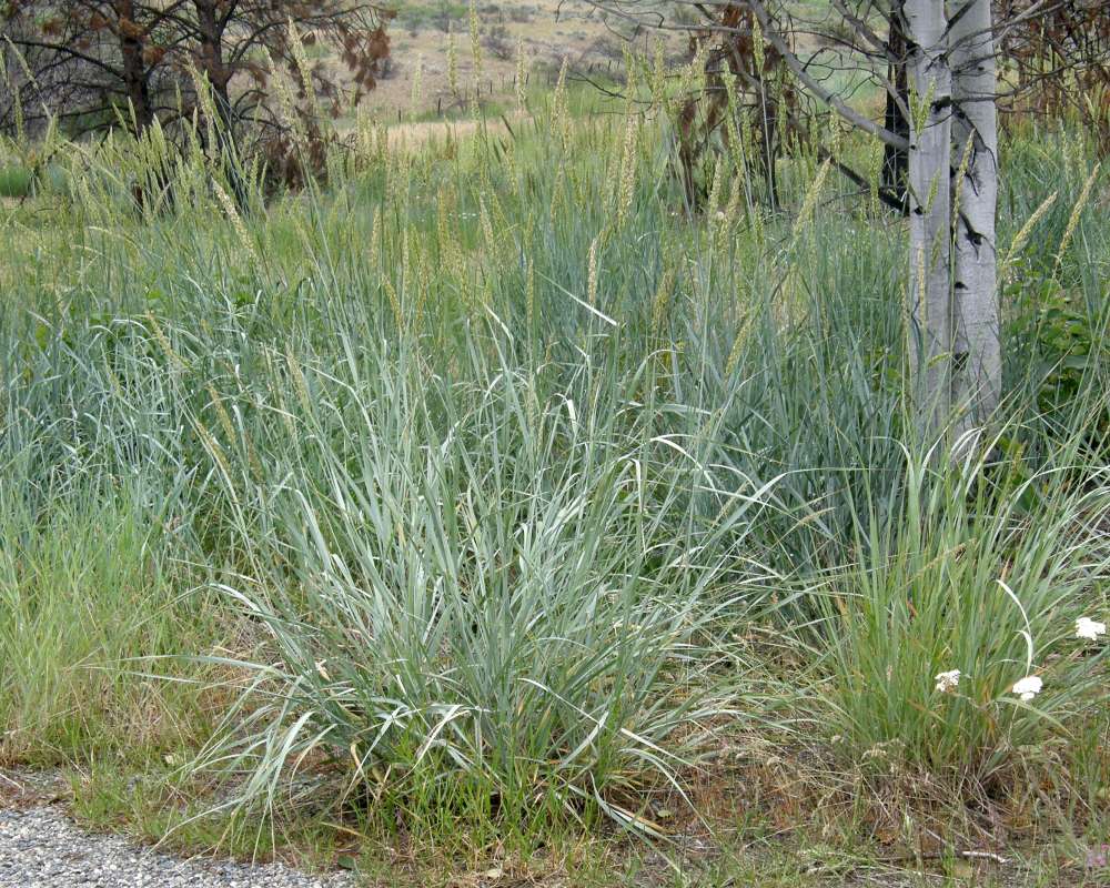 Silhouette<br>(Location of Picture: Leader Lake, Washington, USA, 2016)