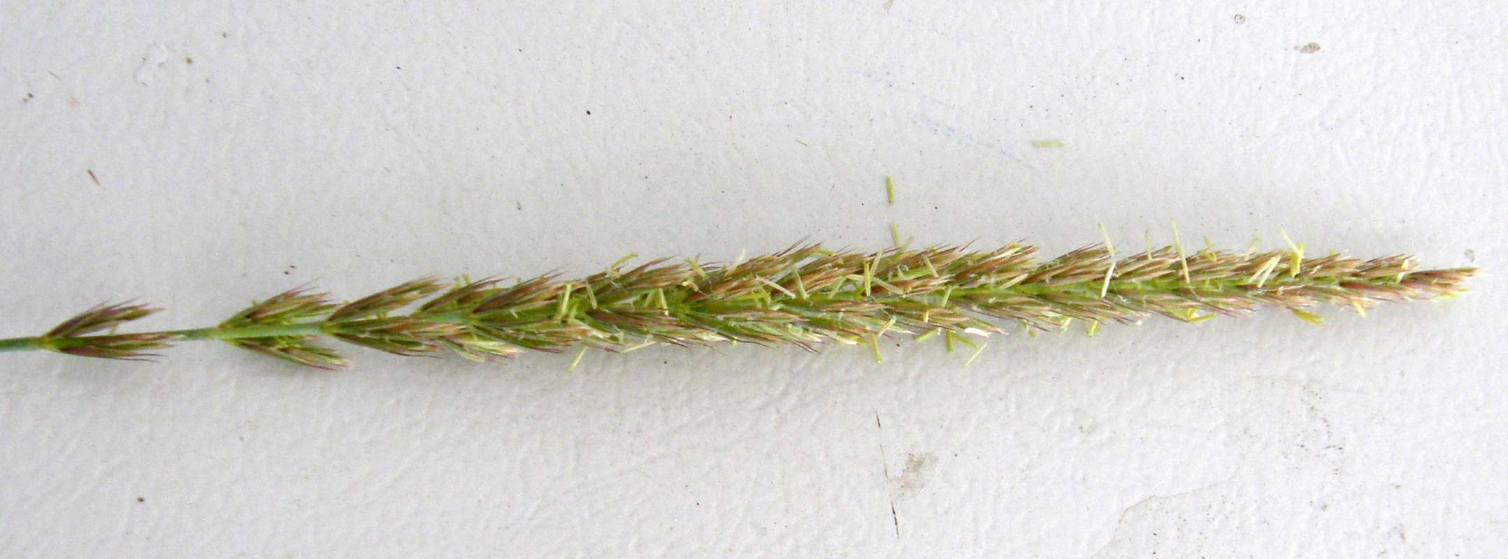 Seed Head<br>(Location of Picture: Leader Lake, Washington, USA, 2016)