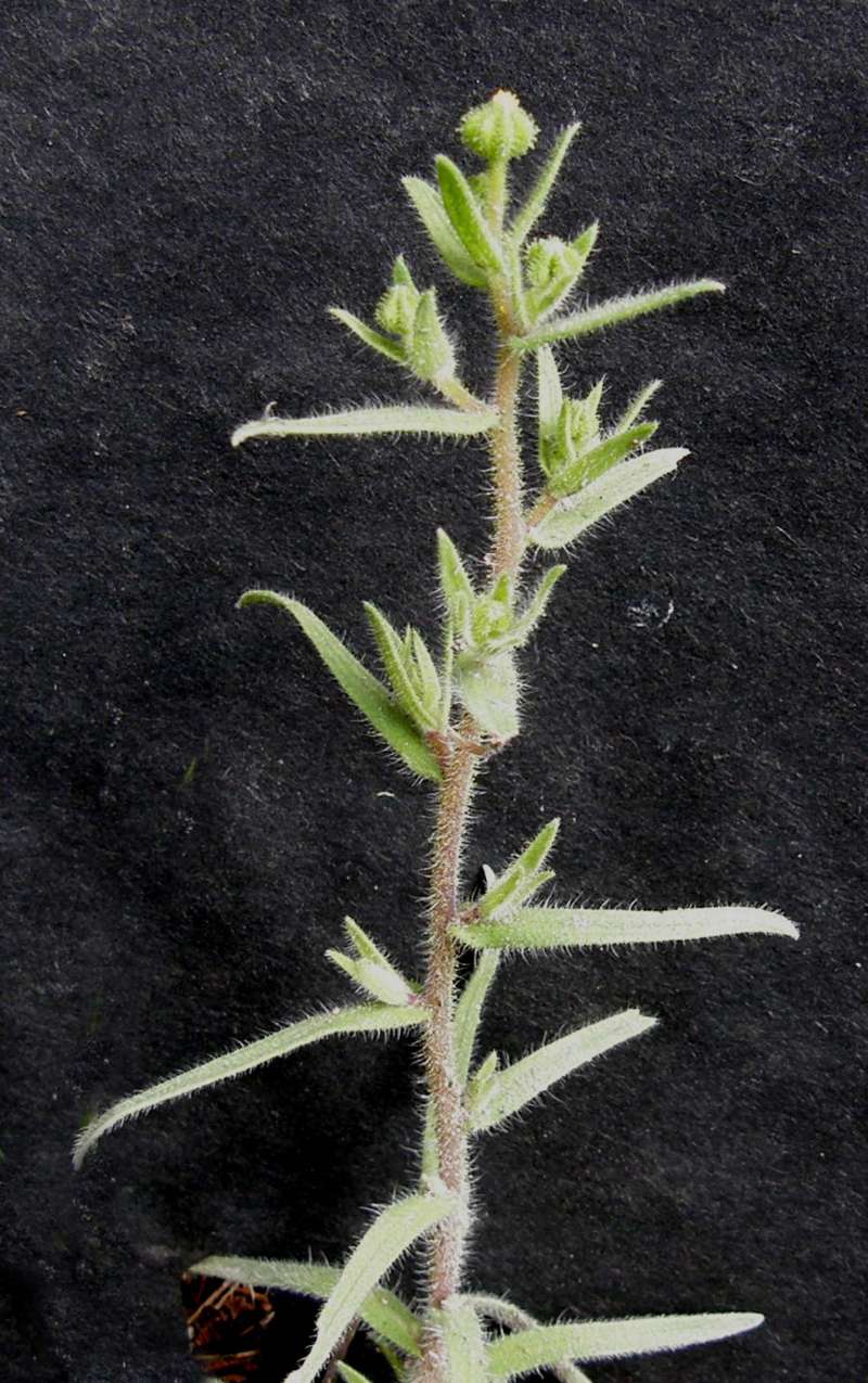 Silhouette<br>(Location of Picture: Conconully, Wa., USA, 2016)