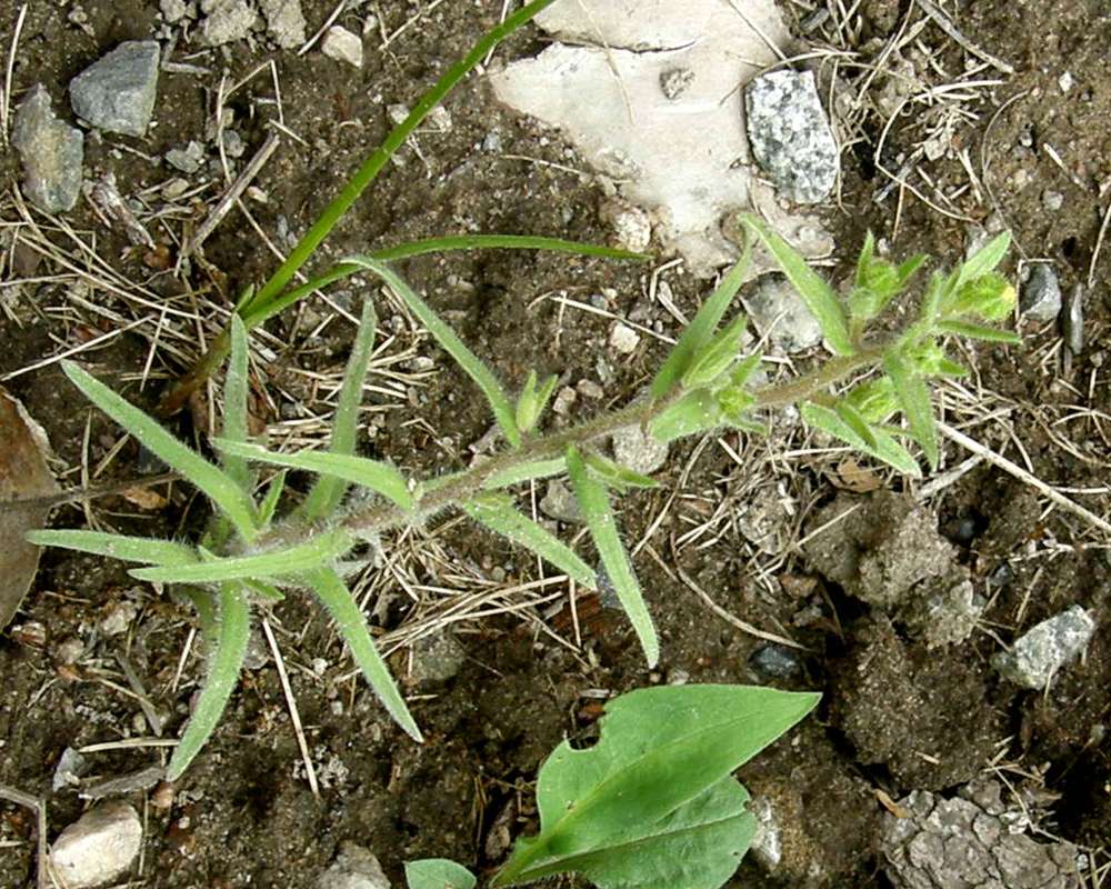 Leaves and Partial Stem<br>(Location of Picture: Conconully, Wa., USA, 2016)