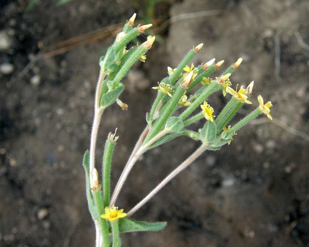 Top of Plant in Bloom<br>(Location of Picture: Leader Lake, Washington, USA, 2016)