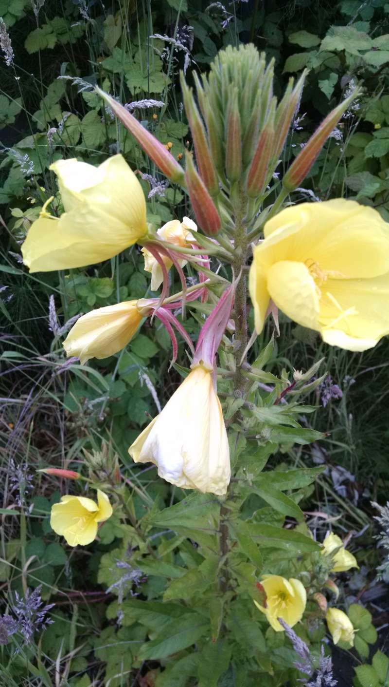 Top of Plant in Bloom<br>(Location of Picture: Seattle, Washington, USA, 2016)