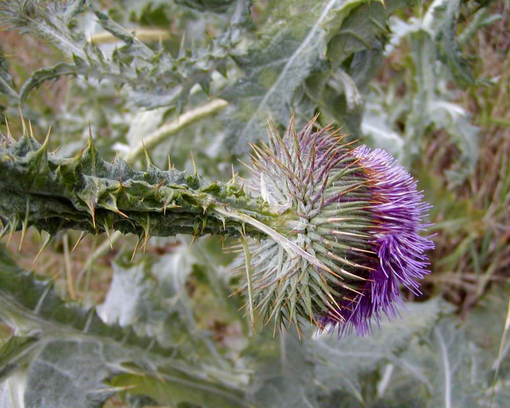 Stem<br>(Location of Picture: Okanogan, Washington, USA, 2016)