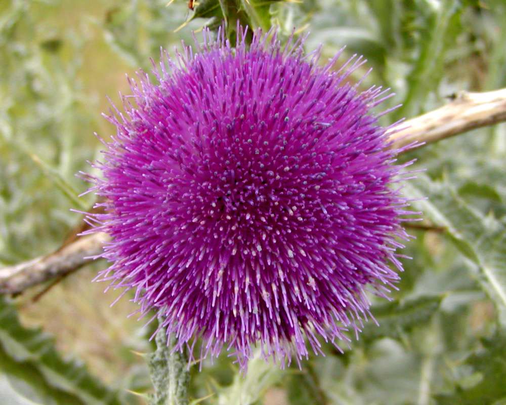 Flower - Front View<br>(Location of Picture: Okanogan, Washington, USA, 2016)