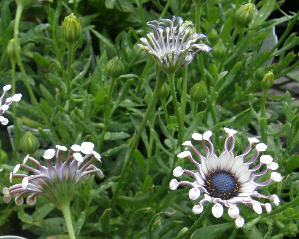 Flower - Side View<br>(Location of Picture: Shady Creek Nursery, Wa., USA, 2016)
