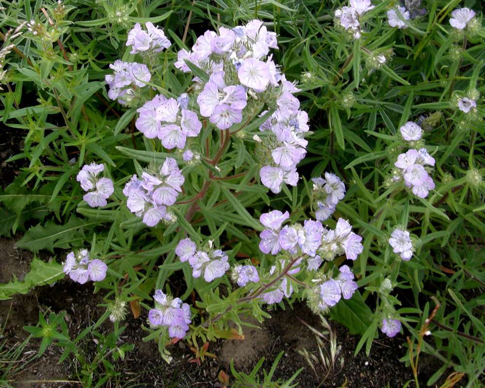 Silhouette<br>(Location of Picture: Okanogan, Washington, USA, 2016)