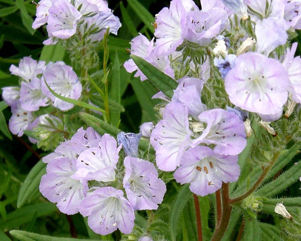 Flowers<br>(Location of Picture: Okanogan, Washington, USA, 2016)