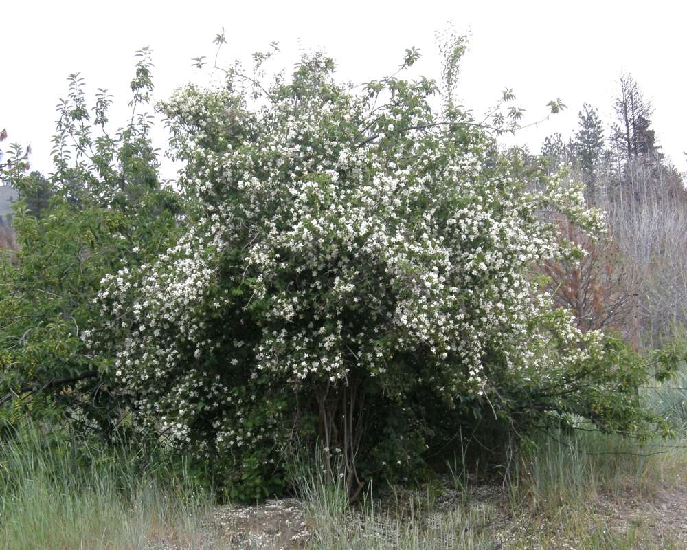 Silhouette<br>(Location of Picture: Okanogan, Wa., USA, 2016)