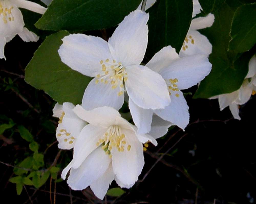 Flower - Close View<br>(Location of Picture: Okanogan, Wa., USA, 2016)