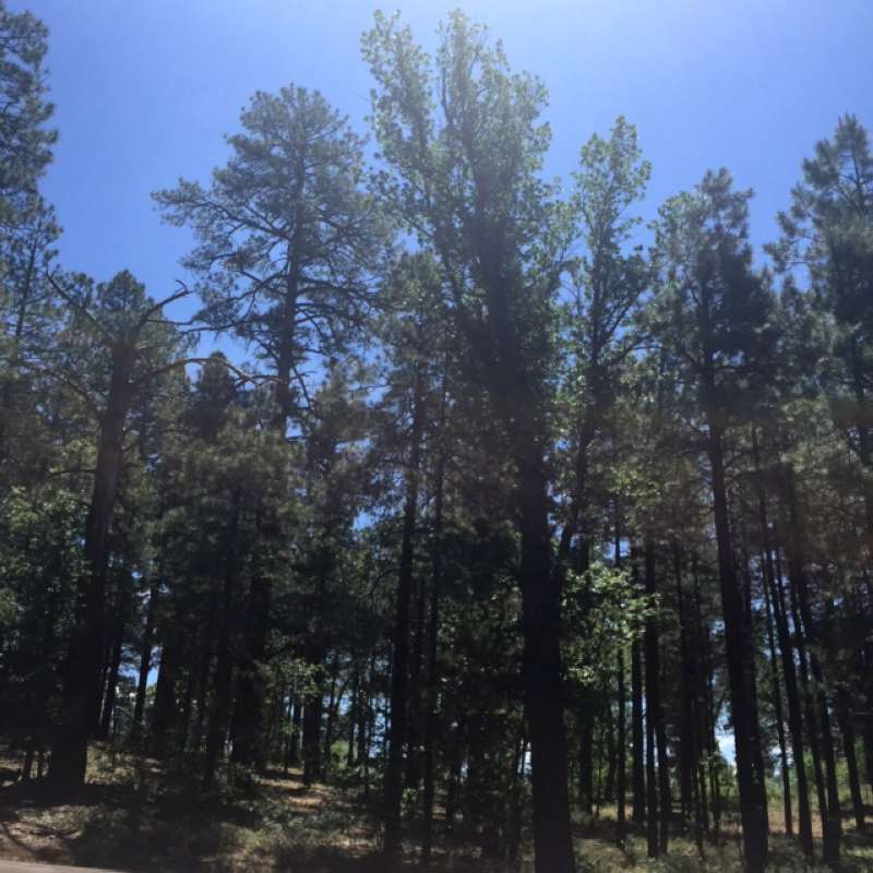 Silhouette - Mature<br>(Location of Picture: Arizona - 2016)