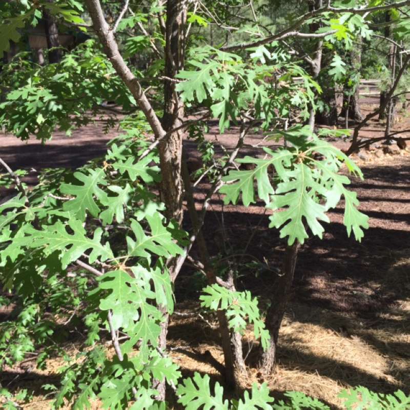 Young Tree Showing Trunk<br>(Location of Picture: Arizona - 2016)