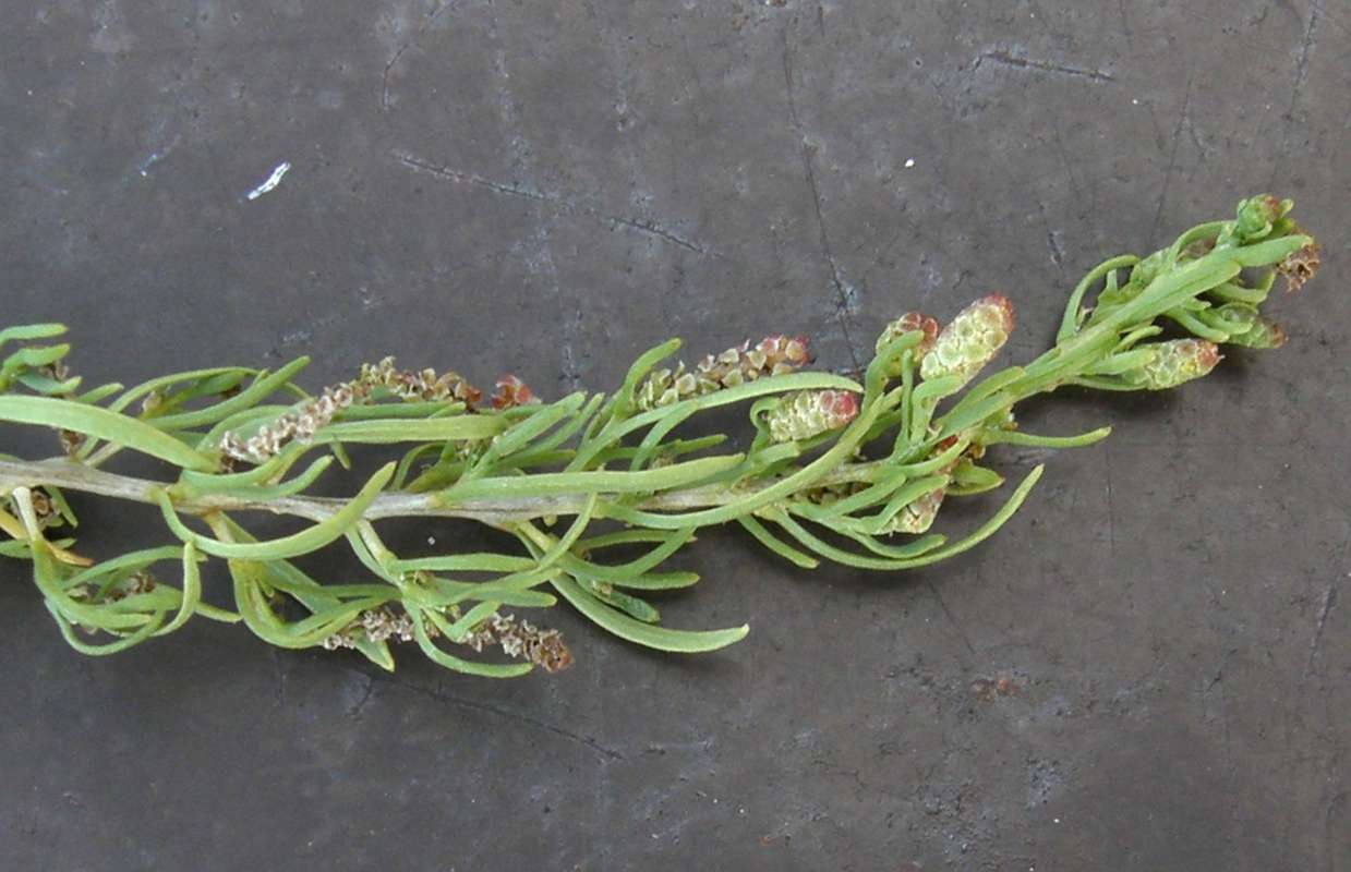 Leaves<br>(Location of Picture: Mansfiled, Wa., USA, 2016)