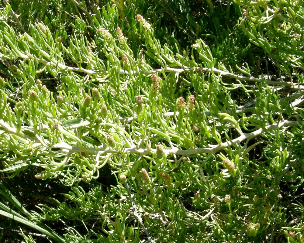 Close View of Branch<br>(Location of Picture: Mansfiled, Wa., USA, 2016)