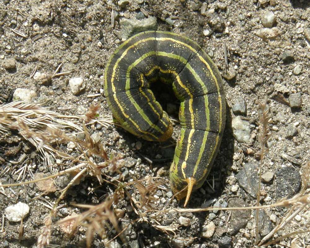 Dorsal View - Caterpillar<br>(Location of Picture: Okanogan, Washington, USA, 2016)