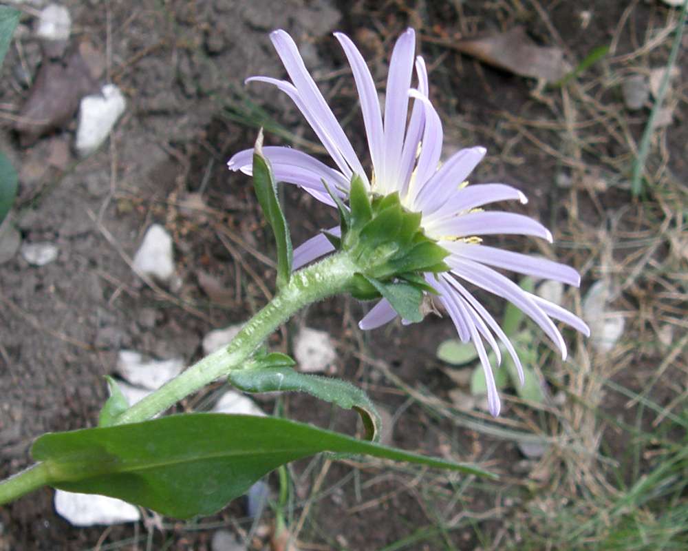 Flower - Rear View<br>(Location of Picture: Okanogan, Washington, USA, 2016)