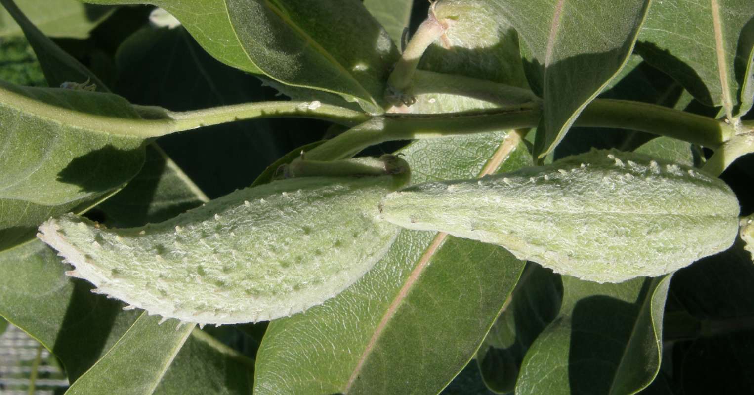 Pods - Close View<br>(Location of Picture: Okanogan, Washington, USA, 2016)