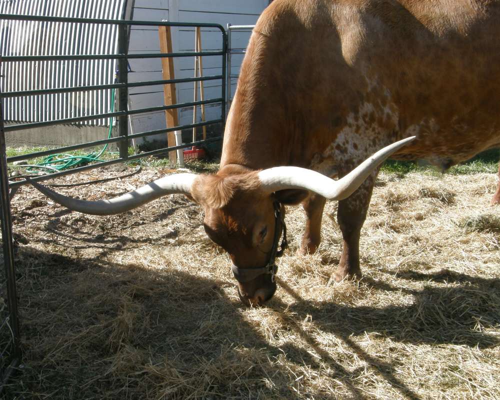 Horns<br>(Location of Picture: Okanogan, Washington, USA 2016)