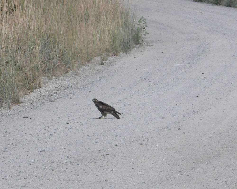 Side view on Road = Distant<br>(Location of Picture: Okanogan, Washington, USA, 2016)