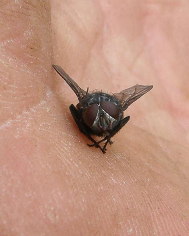 Eye View<br>(Origin of the Specimen: Okanogan, Washington, USA, 2016)