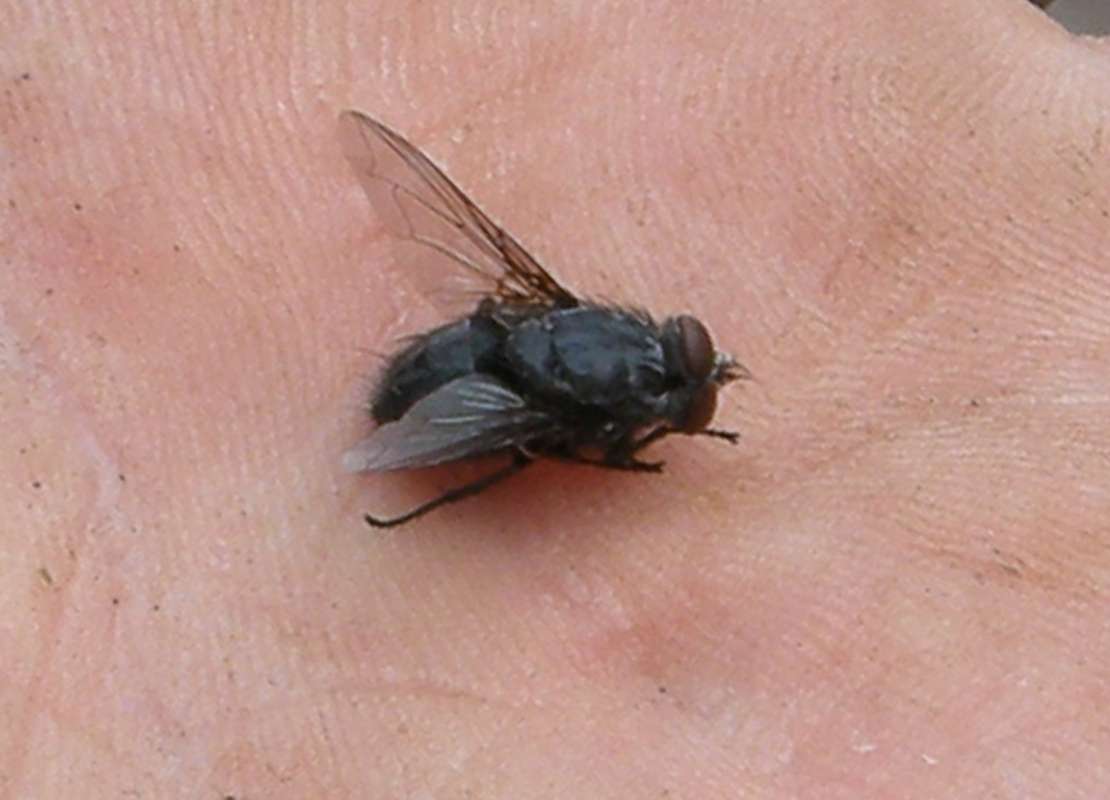 Dorsal View<br>(Origin of the Specimen: Okanogan, Washington, USA, 2016)