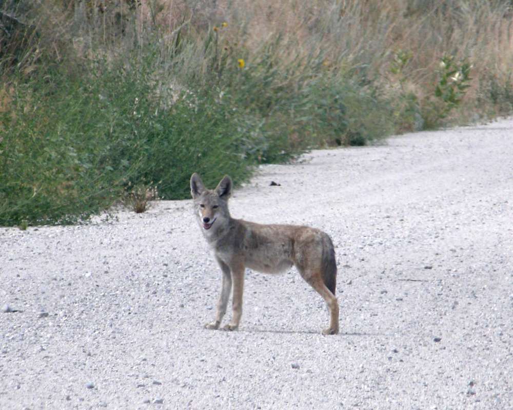 Habitat - On Road<br>(Location of Picture: Omak Lake, Washington, USA, 2016)